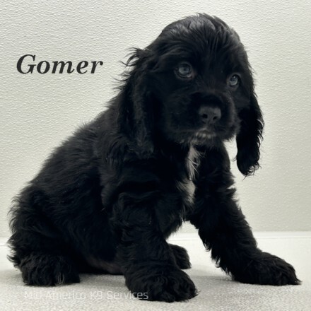 puppy, for, sale, Cocker Spaniel, Joe & Cherri  Overlease, dog, breeder, Miller, MO, dog-breeder, puppy-for-sale, forsale, nearby, find, puppyfind, locator, puppylocator, aca